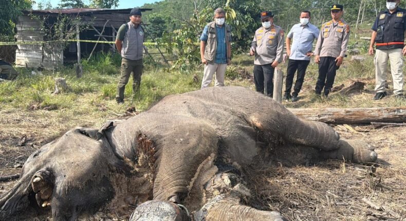 foto slider headline